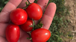 Small tomatoes ideal for red sauce