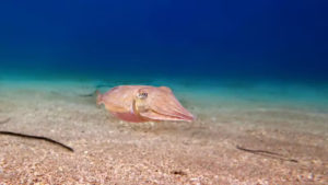 Gallery photo 8 for Freediving course in Amorgos (SSI Level 1)