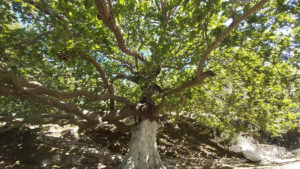 Gallery photo 2 for Photo Shooting Tour Of Naxos Villages ('Polymnia')