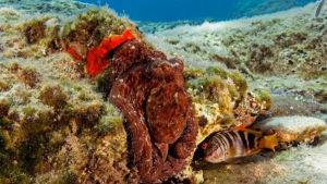 Gallery photo 6 for Freediving course in Amorgos (SSI Level 2)