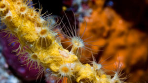 Gallery photo 3 for Freediving course in Amorgos (SSI Level 1)