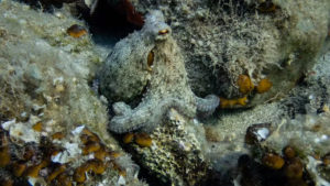 Gallery photo 1 for Second Dive Scuba Diving in Naxos