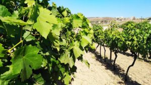 Gallery photo 3 for Full Day Culinary Tour in Naxos. Explore the Cheese & Wine Trails