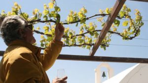 Gallery photo 6 for Full Day Culinary Tour in Naxos. Explore the Cheese & Wine Trails