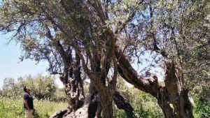 Gallery photo 5 for Half Day Culinary Tour in Naxos. Explore the Island's Olive Oil Routes