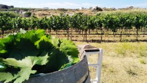 Main photo for Half Day Wine Tour in Naxos