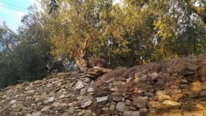 Gallery photo 2 for Olive Trees and Olive Oil Production Guided Tour in Naxos