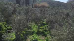 Gallery photo 4 for Olive Trees and Olive Oil Production Guided Tour in Naxos