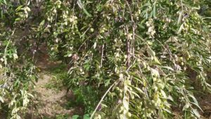 Gallery photo 6 for Olive Trees and Olive Oil Production Guided Tour in Naxos