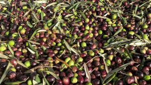 Gallery photo 5 for Olive Trees and Olive Oil Production Guided Tour in Naxos