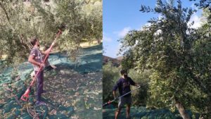 Gallery photo 7 for Olive Trees and Olive Oil Production Guided Tour in Naxos