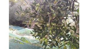 Gallery photo 1 for Olive Trees and Olive Oil Production Guided Tour in Naxos