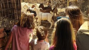 People feeding the goats