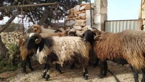 Main photo for Learn About the Rural Island Life and Cheese Making in a Naxos Farm