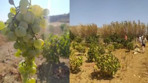 Gallery photo 9 for Learn About the Rural Island Life. Cooking Lesson in a Naxos Farm