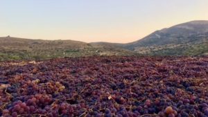 Gallery photo 5 for Winery and Vineyard Tour in Naxos. Wine Tasting & Buffet