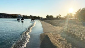 Gallery photo 1 for Sunrise Riding Tours & Swimming with Horses at Kakapetra in Paros. Beginners & Experienced Riders