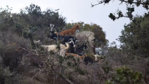 Gallery photo 2 for 4 Hour Hiking Tour to Kalogeros Mount of Apollon in Naxos