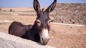 Main photo for Private Sunset Donkey Riding at Kakapetra in Paros. Beginners & Experienced Riders