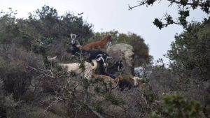 Gallery photo 5 for 4 Hour Hiking Tour to Kalogeros Mount of Apollon in Naxos