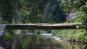 A bridge and vegetations between the rocks