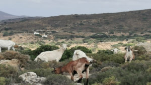 A scenery of local flora and fauna