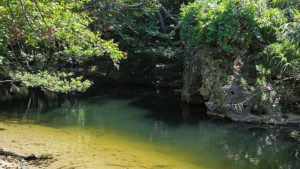 An example of the landscape`s waters and vegetation