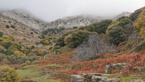 Along the old farmers` path (photograph taken in the winter)