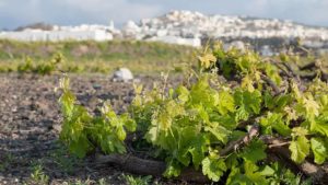 Gallery photo 8 for Santorini Tour of Three Different Wineries