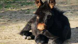 One of the donkeys, member of a family of three