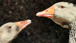 The ducks that are raised and kept in the farm