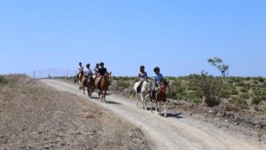 Gallery photo 2 for Santorini Short Horse Riding Tour For Beginners