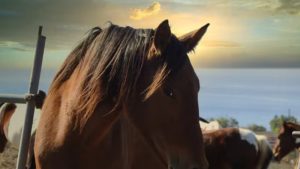 Gallery photo 4 for Santorini Horse Riding for Both Beginners and Experienced Riders