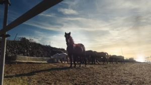 Gallery photo 7 for Santorini Horse Riding Tour for both Beginners and Experienced Riders