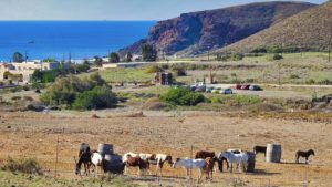 Gallery photo 9 for Santorini Horse Riding Tour for both Beginners and Experienced Riders