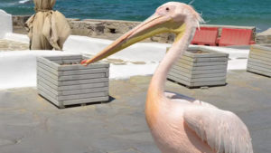 Gallery photo 3 for Island Bus Tour of Mykonos with a Multilingual Guide