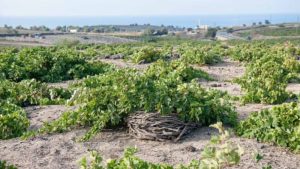 Main photo for Santorini of Three Different Wineries