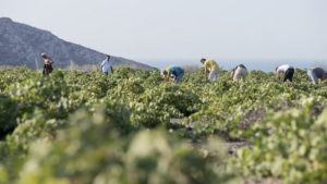 Gallery photo 3 for Santorini Tour of Three Different Wineries