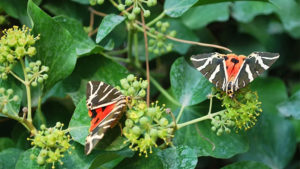 Main photo for Donkey Tour to Butterflies Nature Reserve in Paros