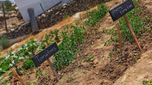 This cooking course will feature the various herbs and plants utilized in both the cooking lesson and the meal cooking