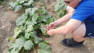 One of the activities that the children can do is to participate in the process of gathering crops